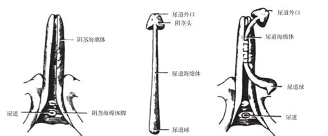 男人阴茎图片